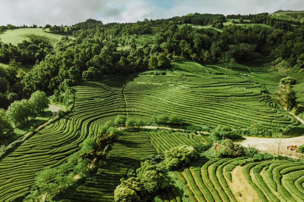 The Azores Tea Fields The Lush Gorreana Plantation