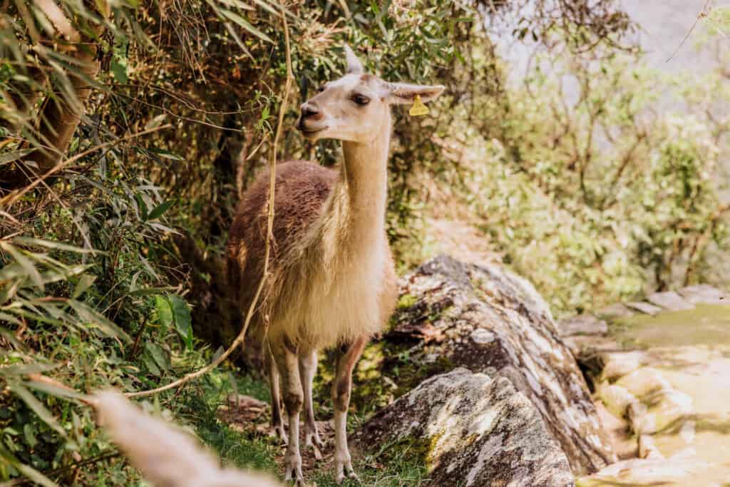 Llama at Machu Picchu