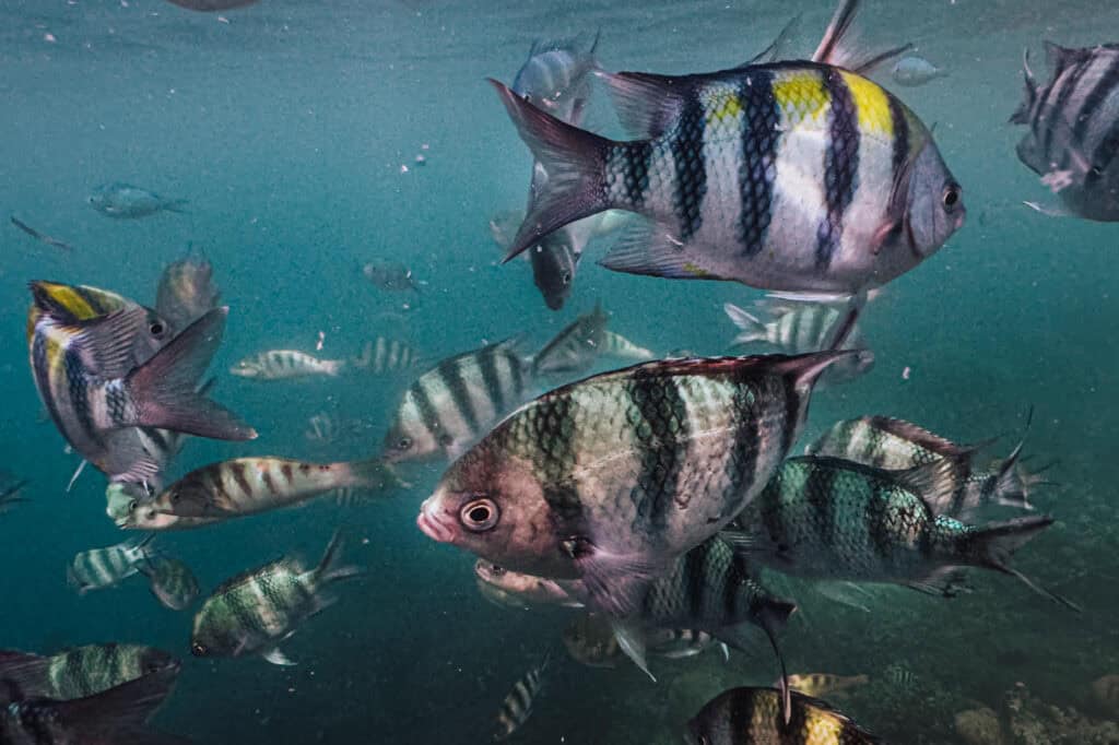 Fish on a snorkeling tour of the Gili Islands