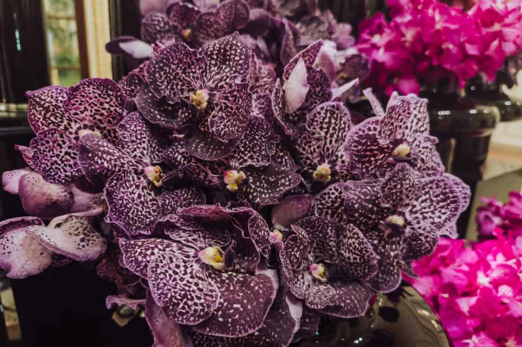 Orchids and floral arrangements in the lobby of The Plaza