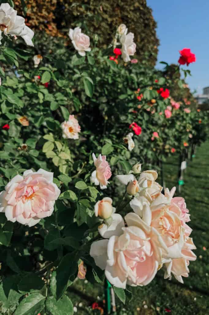 Vienna rose garden