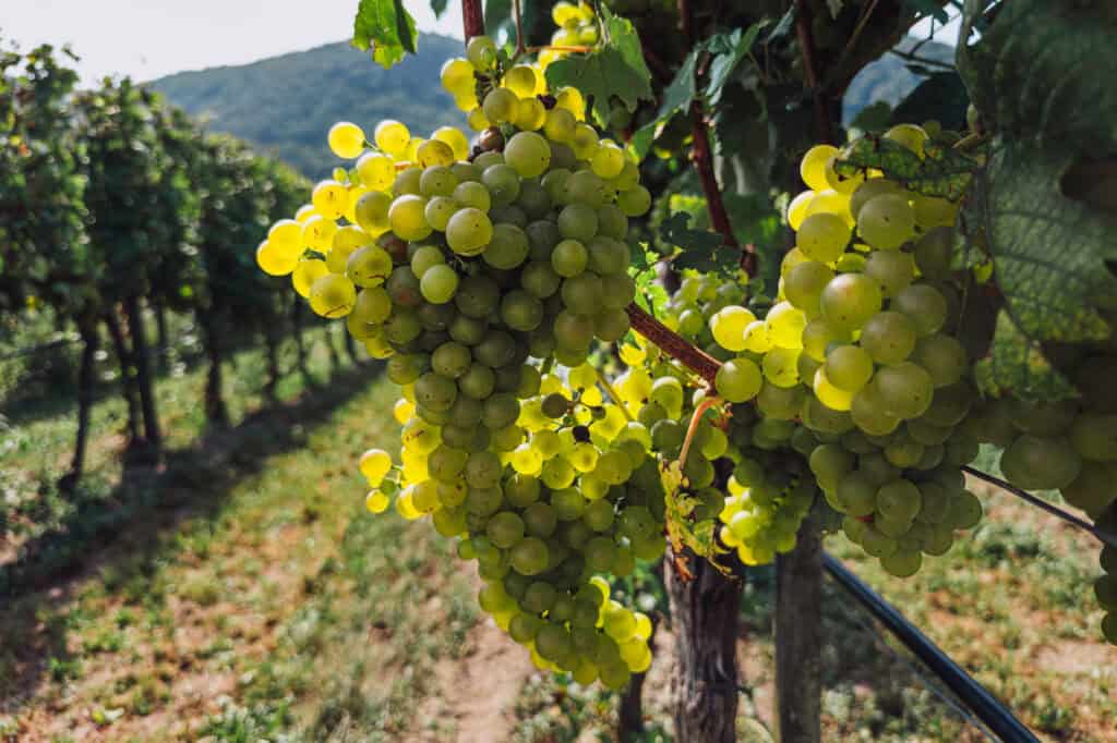 Wine grapes growing in a vineyard in the Wachau Valley, a nice day trip from Vienna, Austria