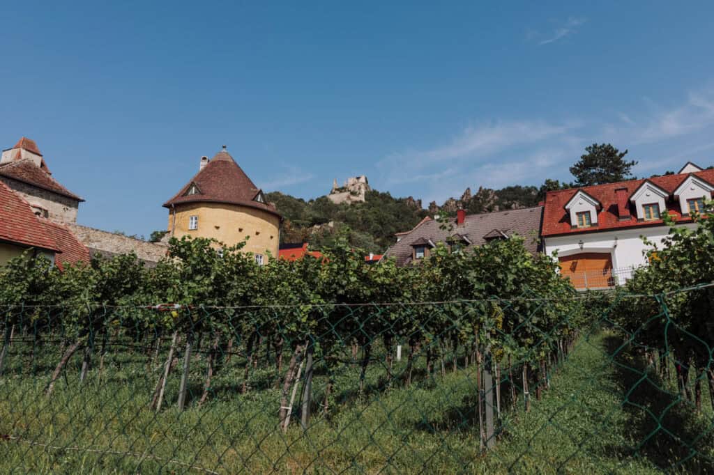 A vineyard in the Wachau Valley, near Vienna, Austria